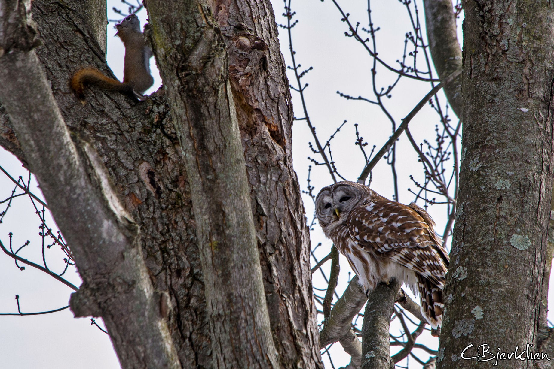 owl trying to catch a squirl