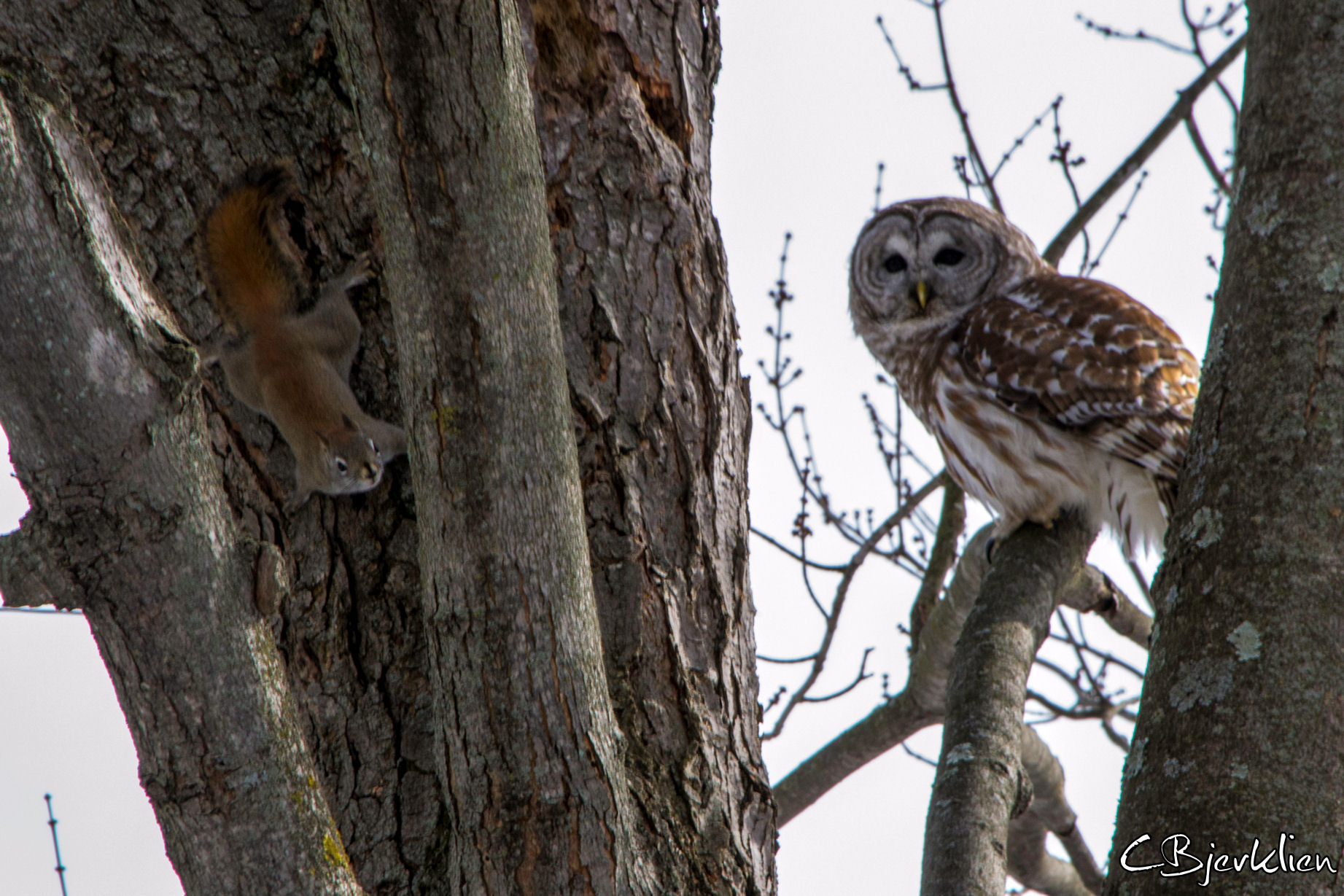 owl trying to catch a squirl