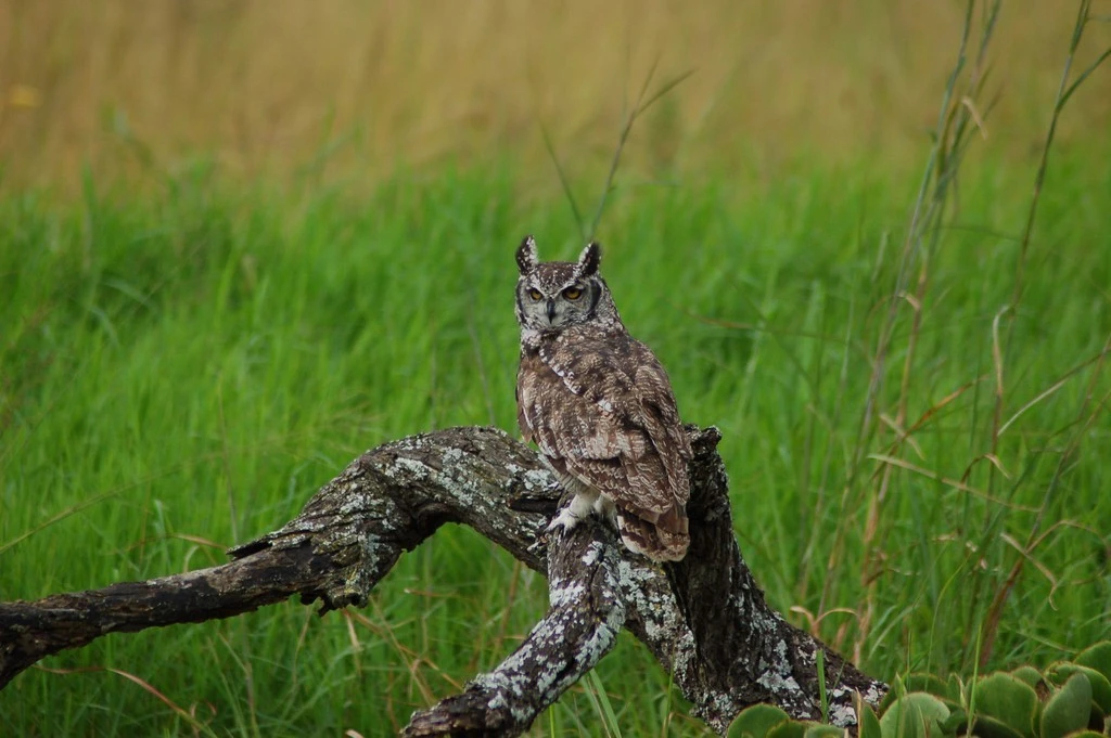 owl