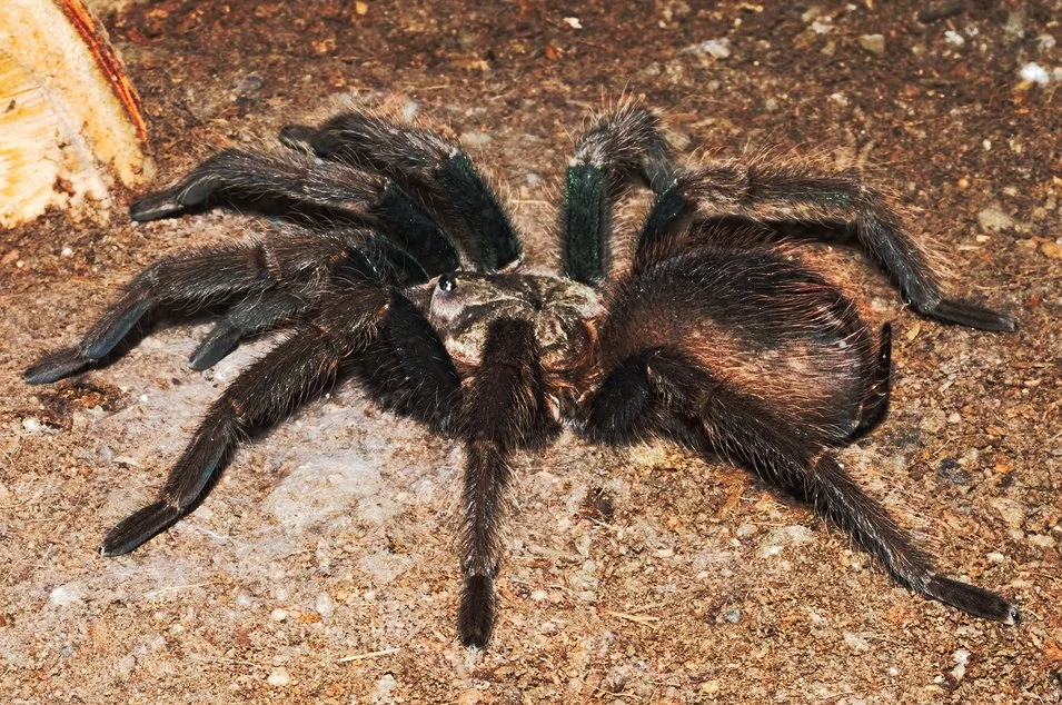 P south hispanola.webp