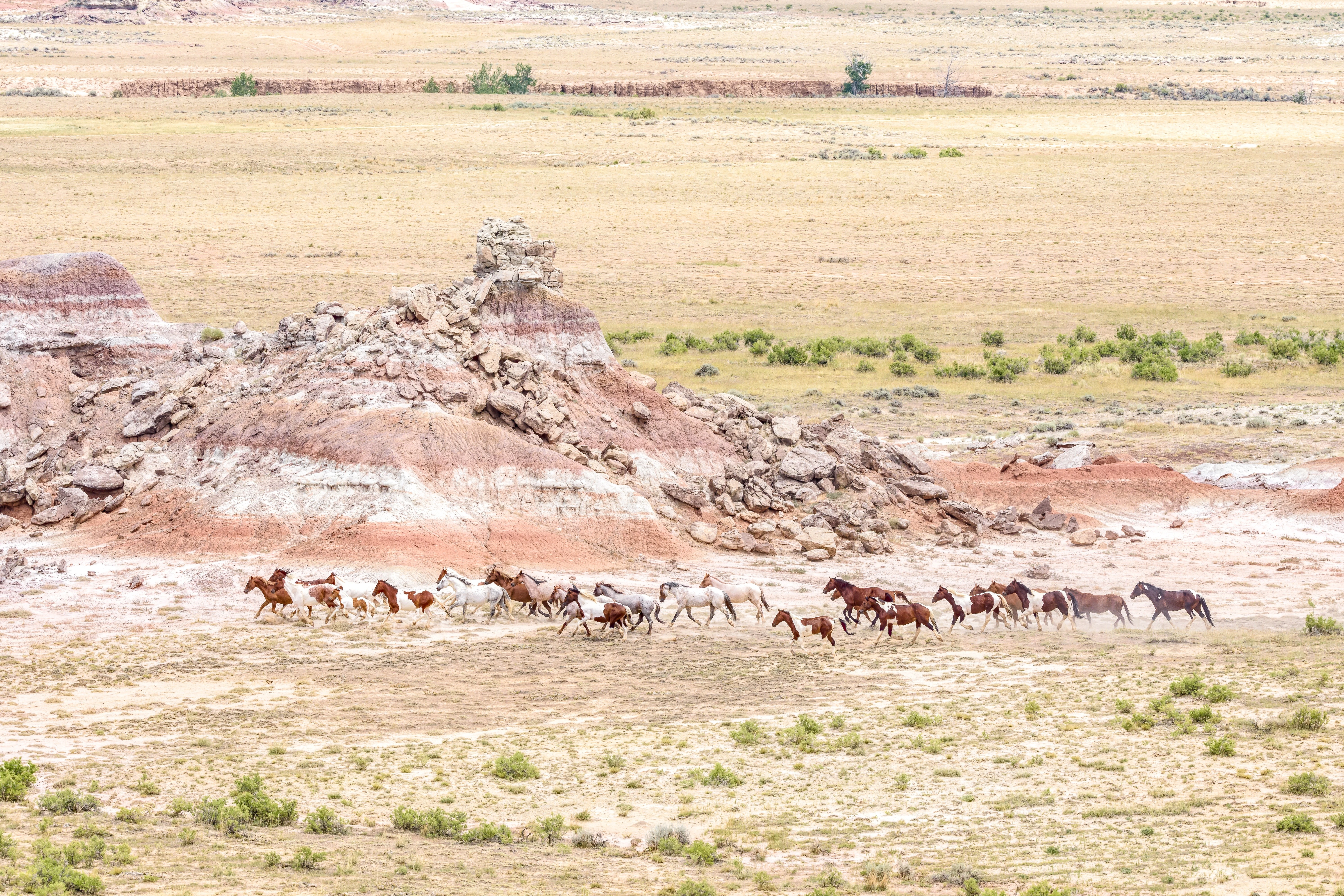 Painting the Landscape with Pintos.jpg