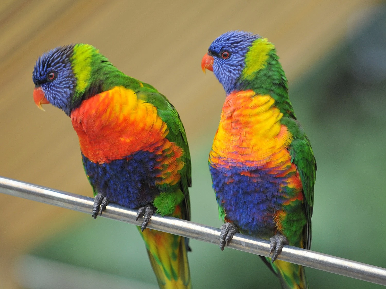 Pair of Rainbow Lorikeets