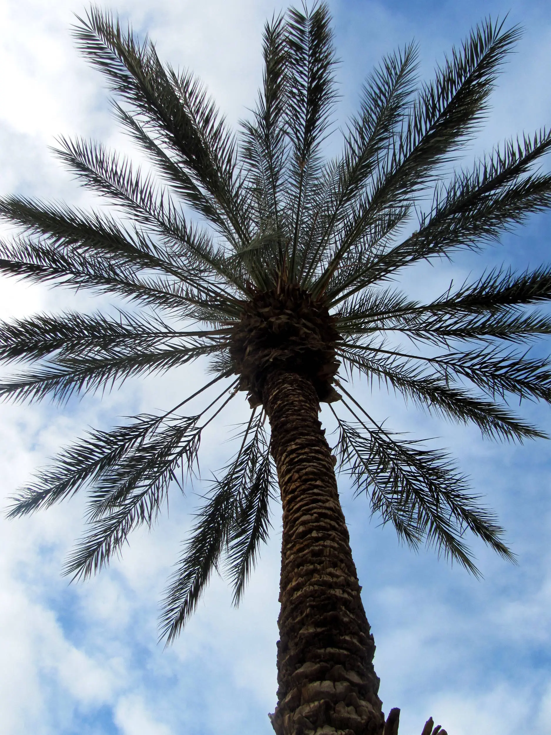 Palm Tree