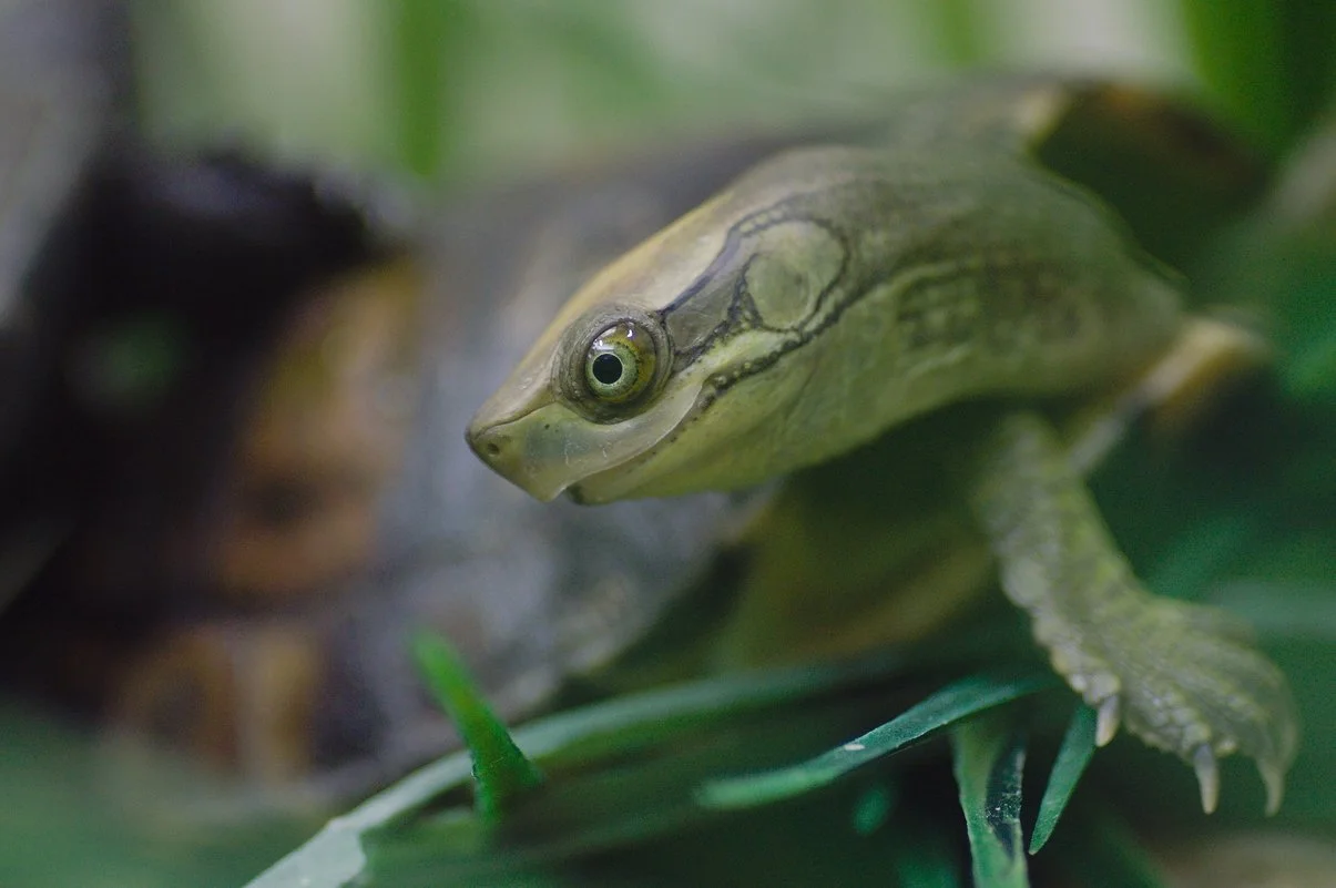Pan's Box Turtle.webp
