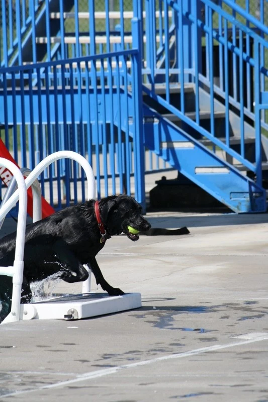 PAWS in the pool 2012