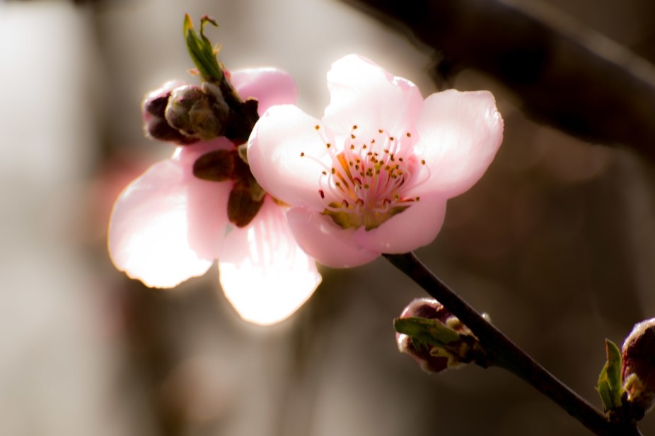 peach blossom