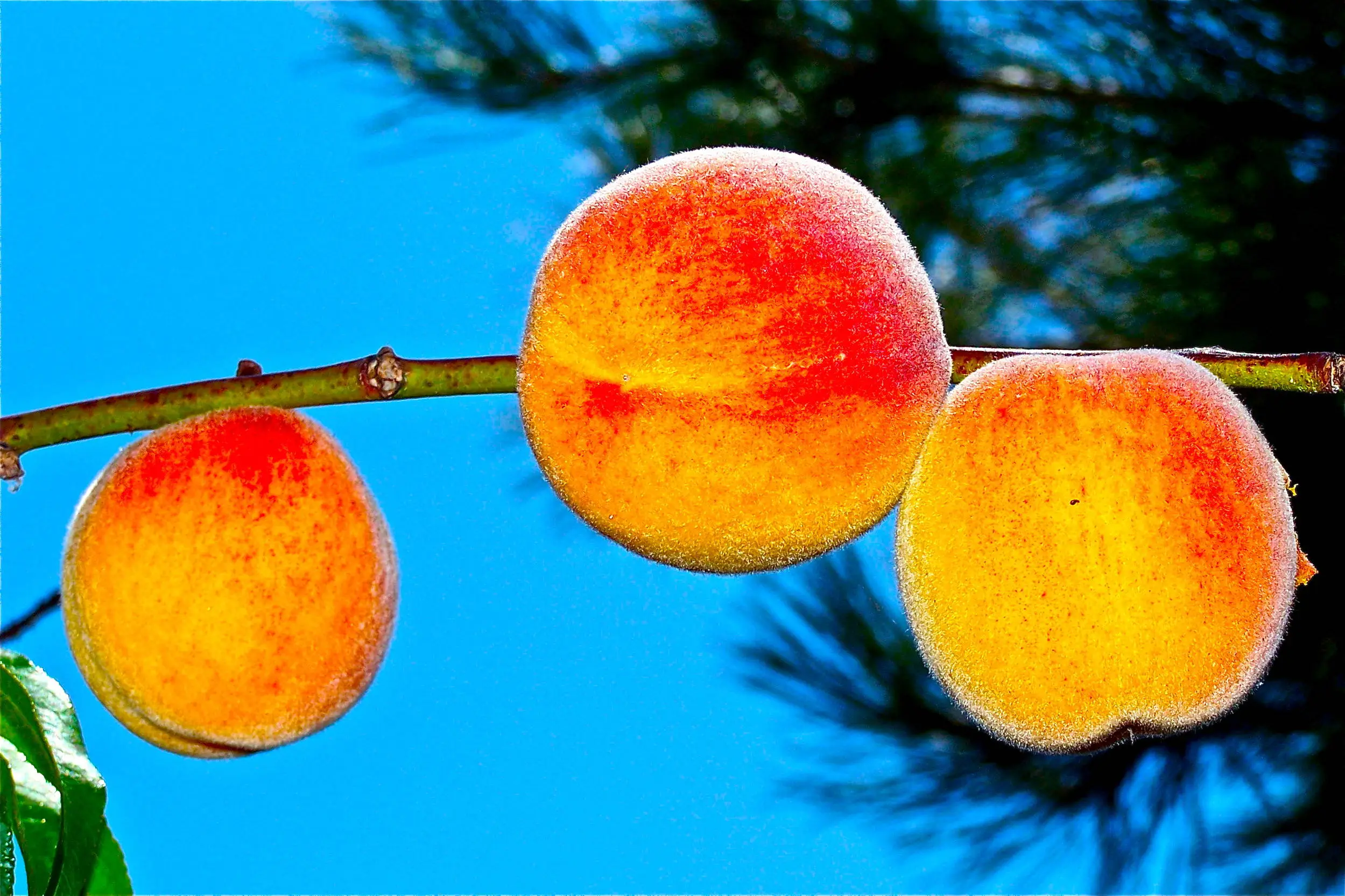 Peaches from our yard