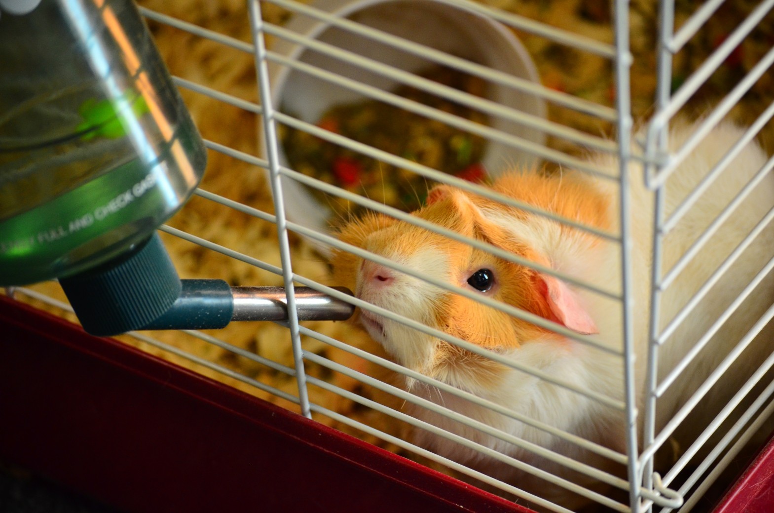 Peachy-Parched Guinea Pig