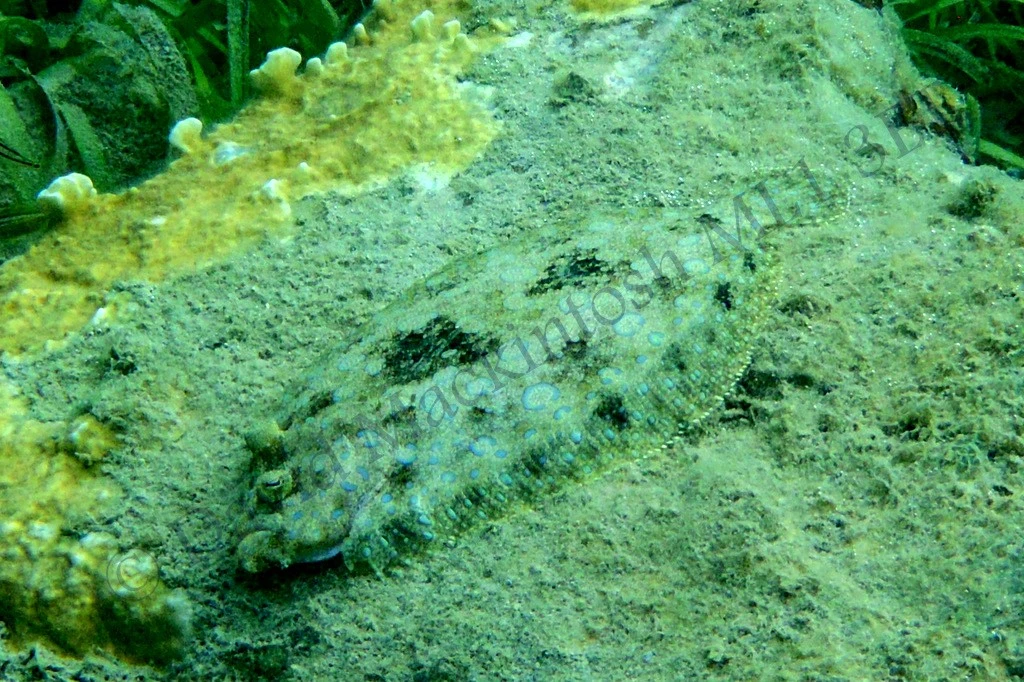 Peacock Flounder