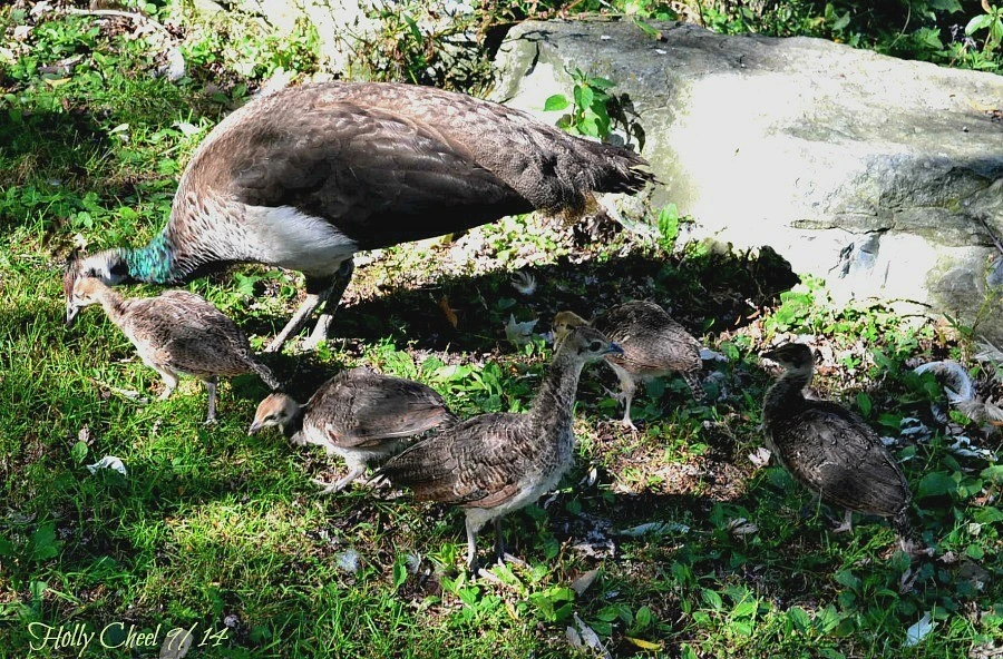 Peahen with chicks