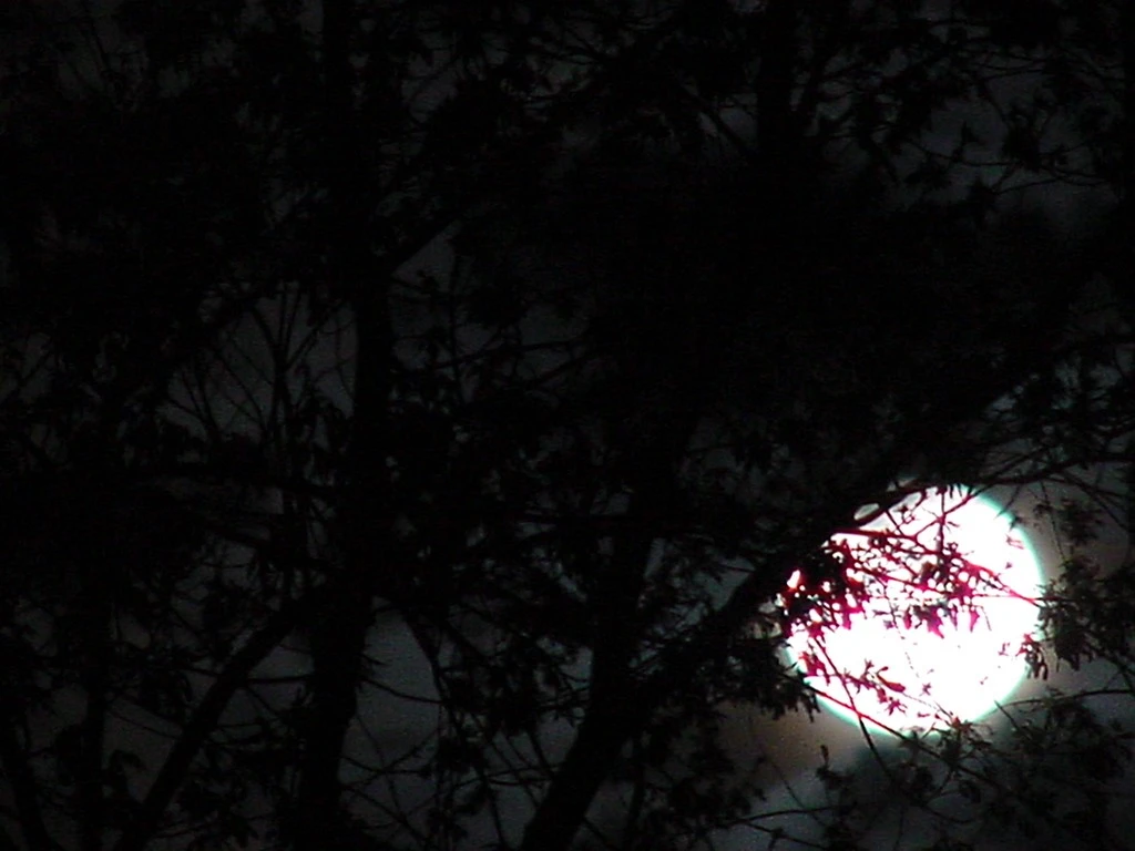 Peeking through the trees