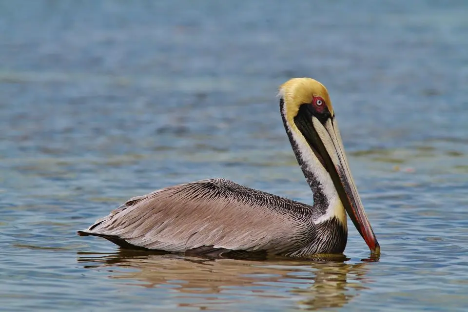 Pelican #121