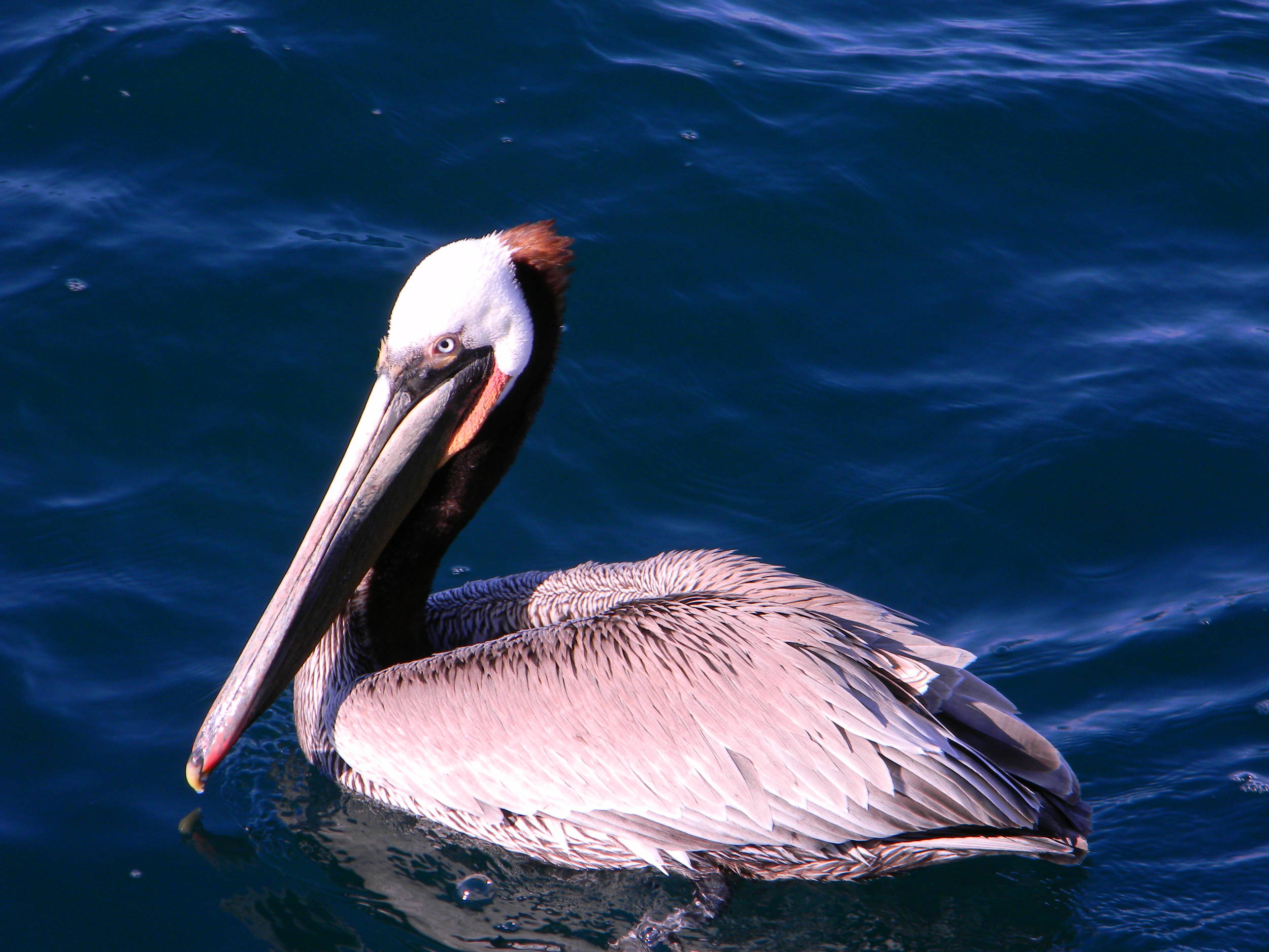 Pelican in ocean