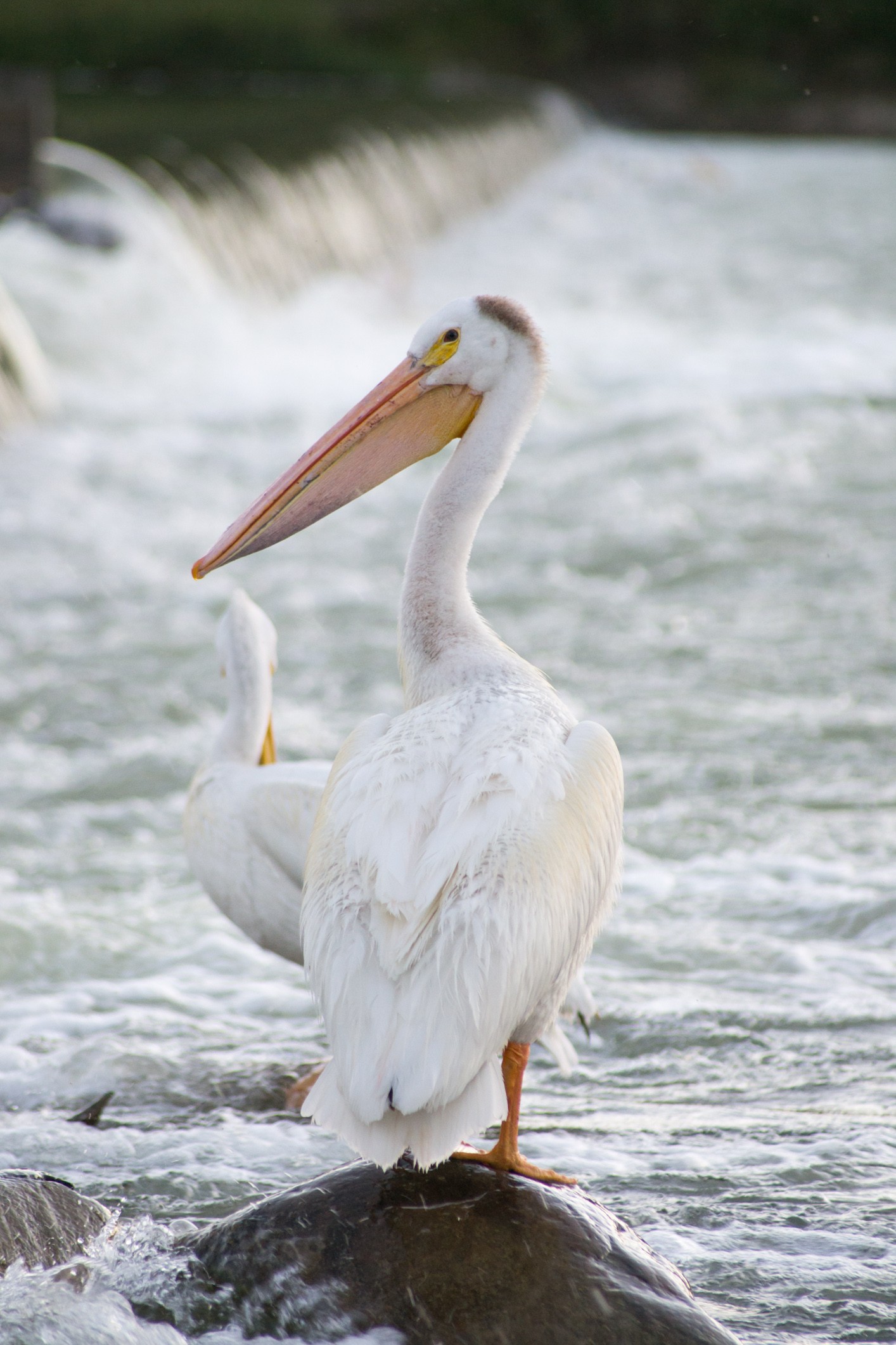 Pelican Stare