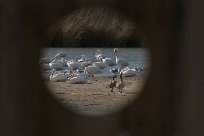 Pelicans through the blind