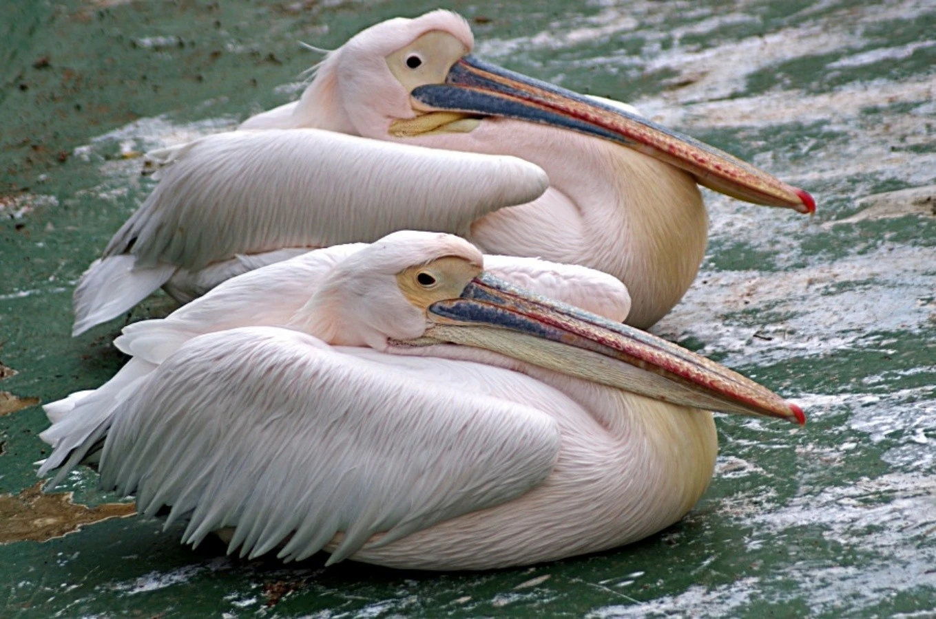 Pelicans