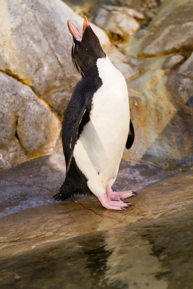 penguin2