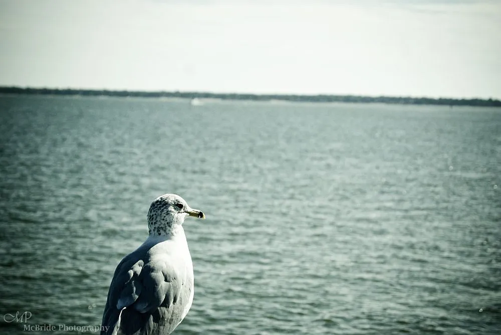Perched Seagull