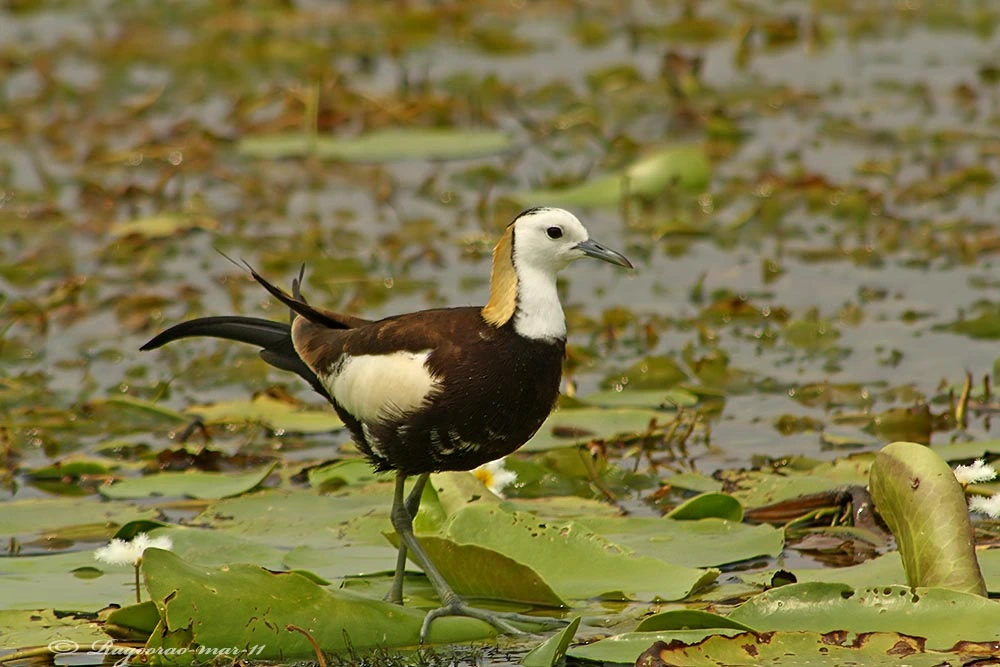 Pheasant-taile Jacana