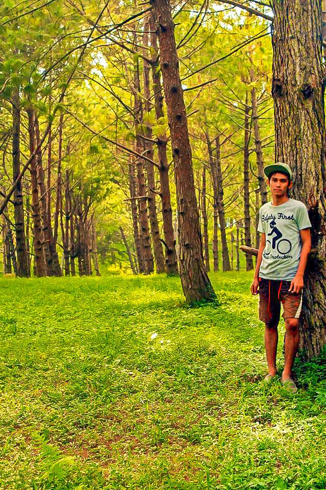 philippine pine