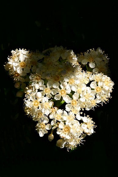 Photinia Blossoms