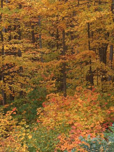 photo03-Colours of a Northern Canada Fall