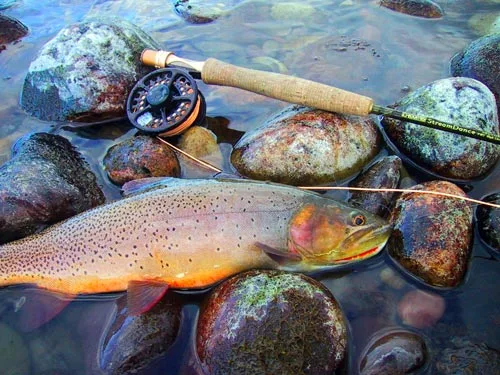 photo24-Colorful Cutthroat