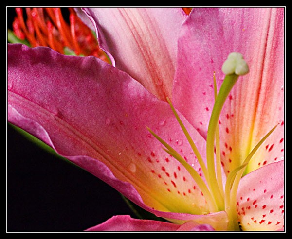 photo29-Oriental Lily