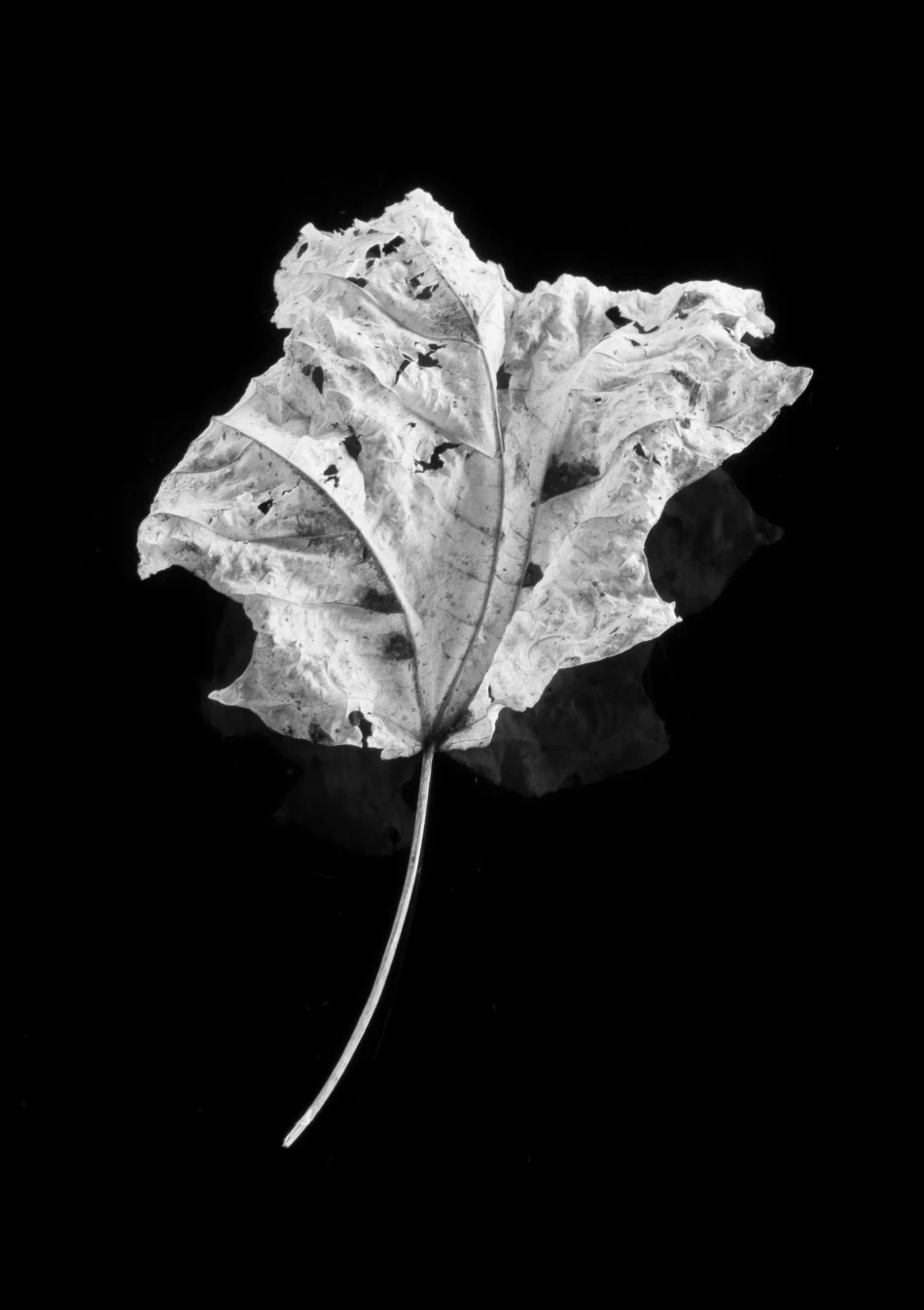Piano Leaf Sings in the Mirror Zone