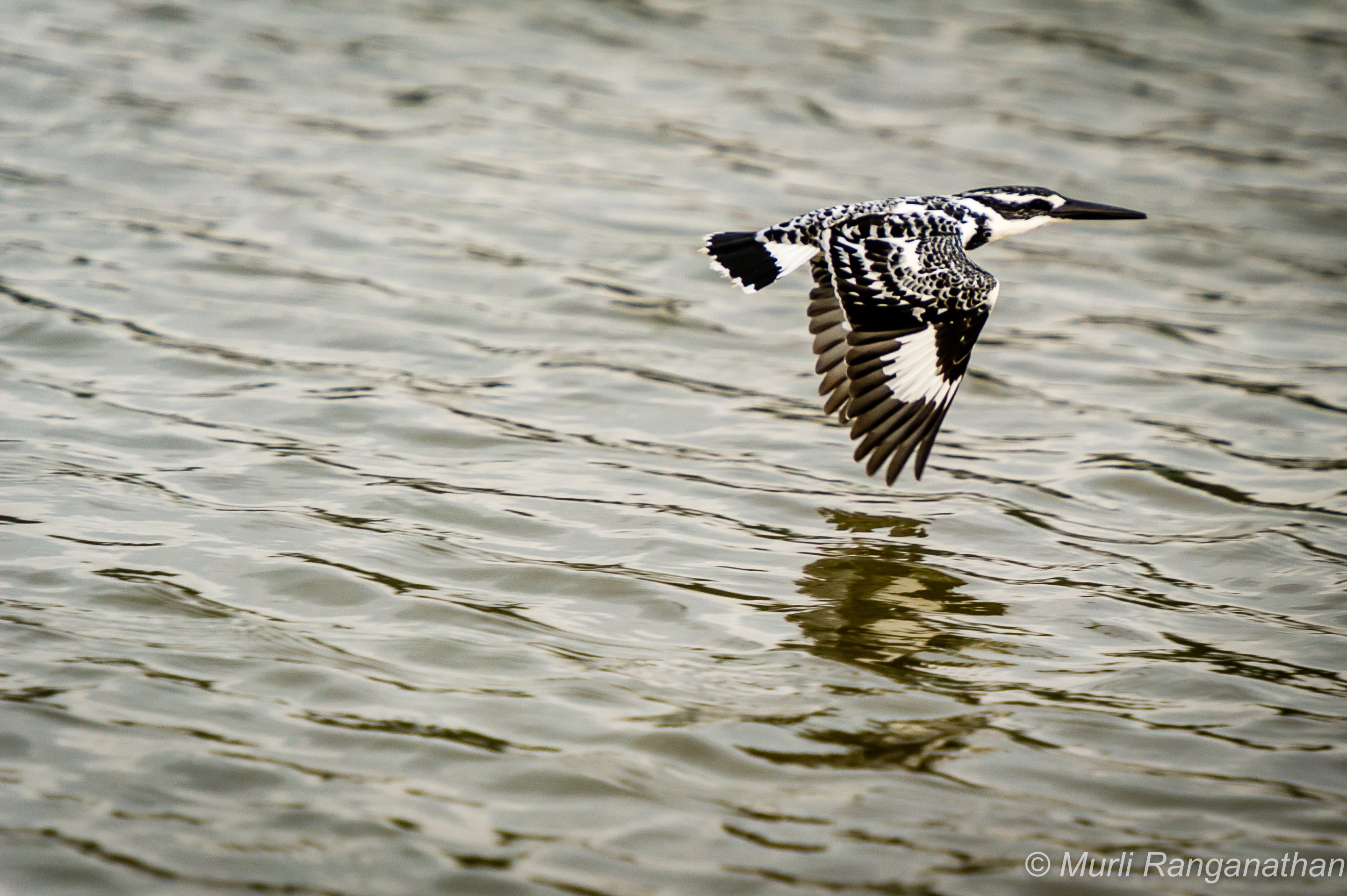 Pied kingfisher