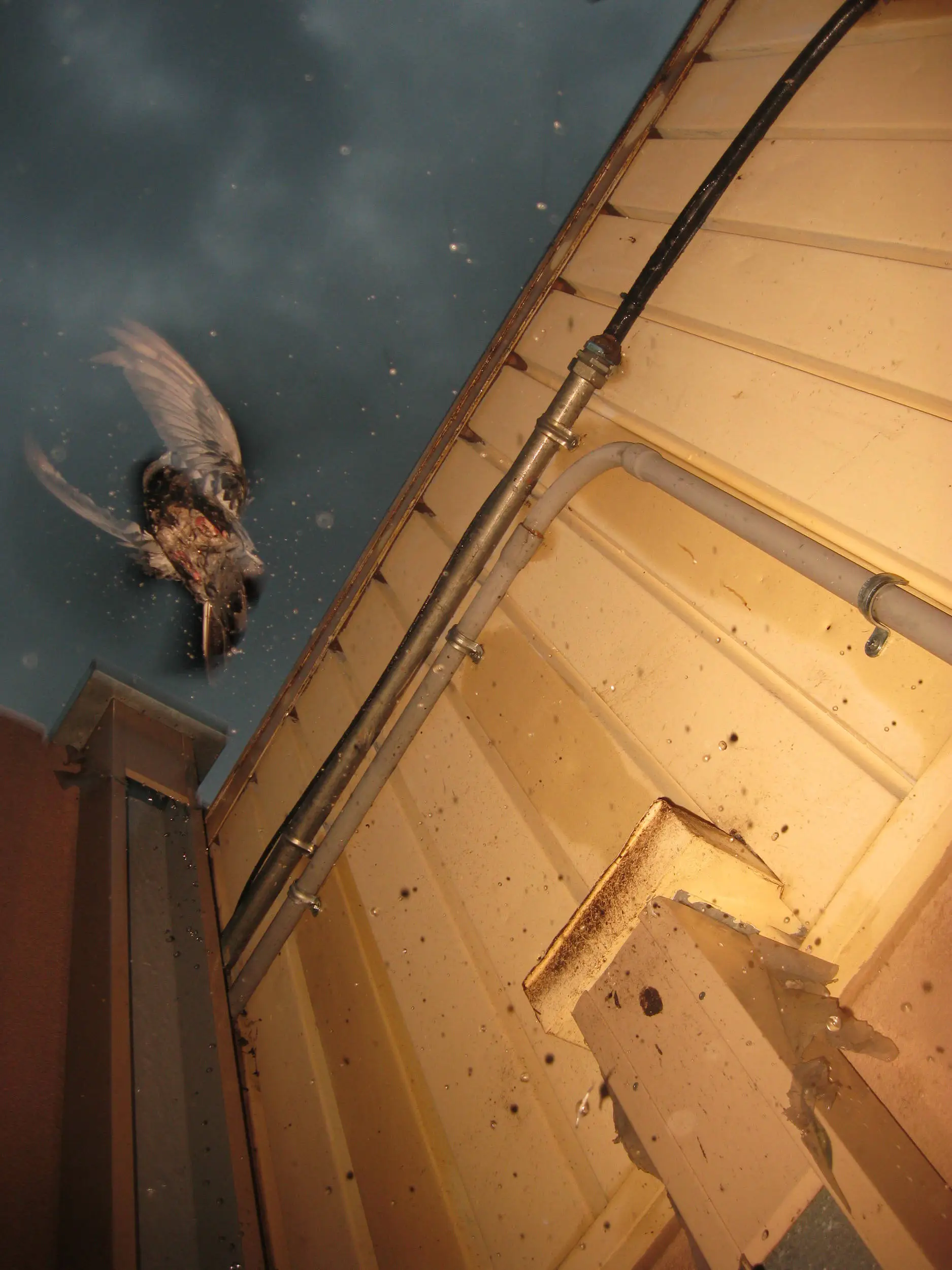 Pigeon to Flight