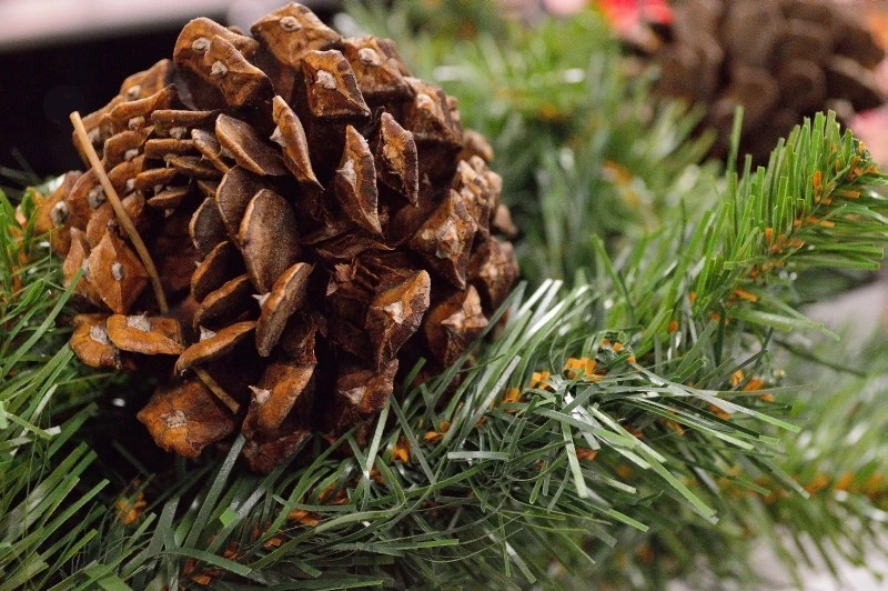 Pinecone