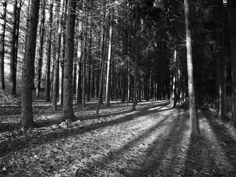 Pines B&W