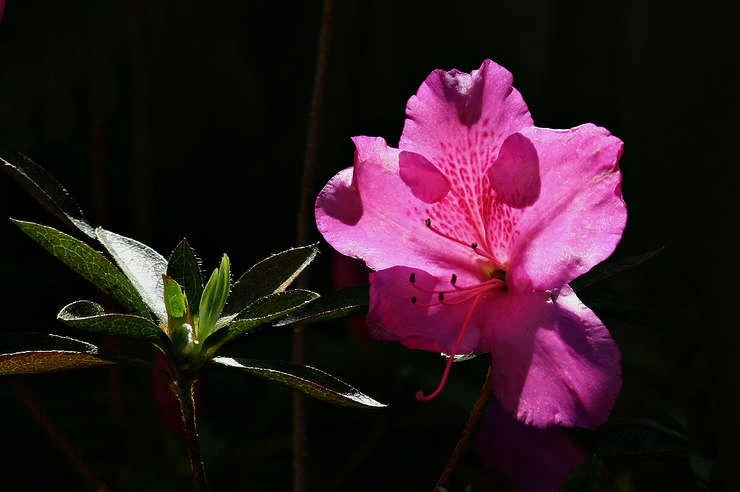 Pink Azalea