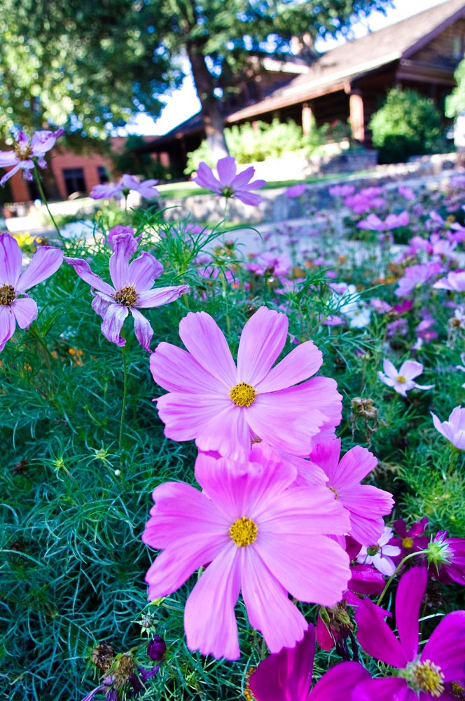 Pink Cosmos