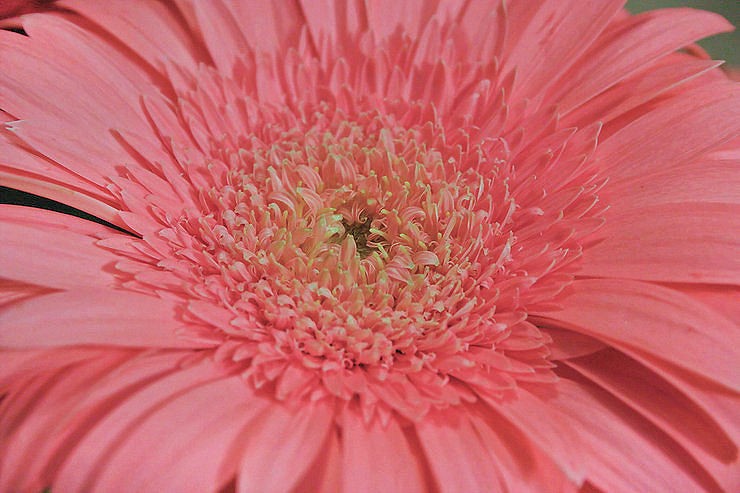Pink Daisy Two