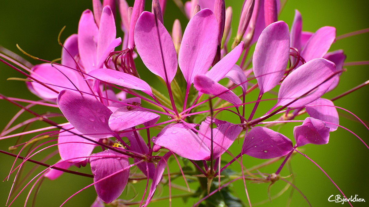 pink flower 2