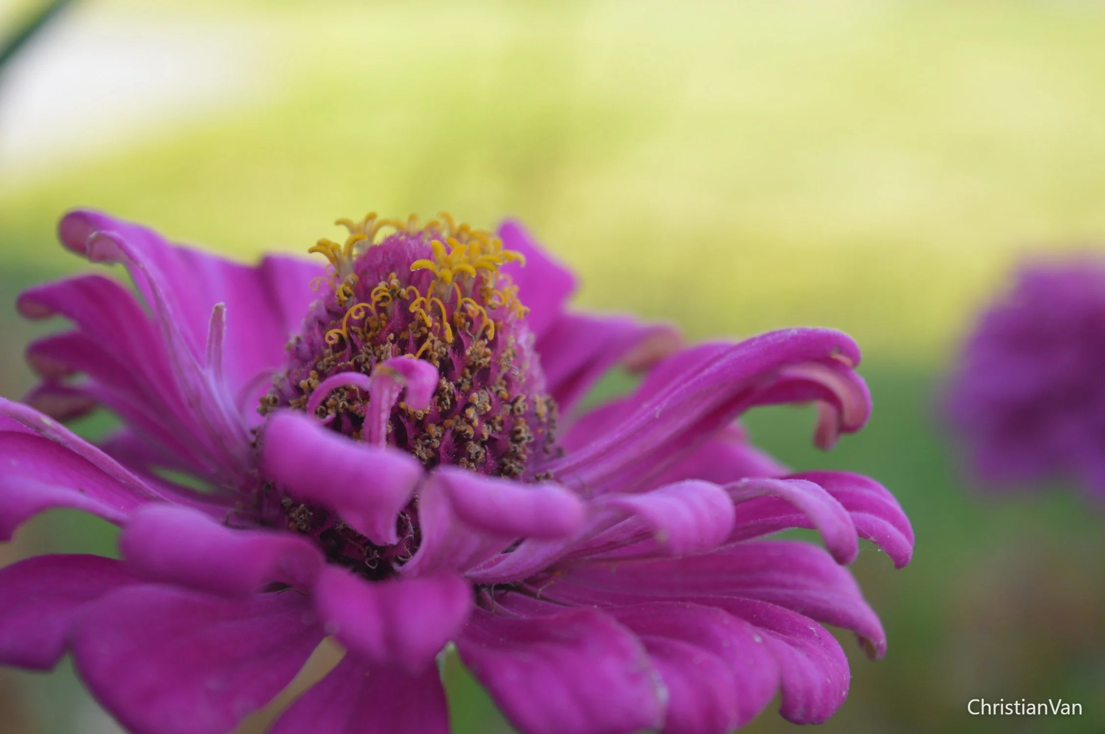 Pink Flower.webp