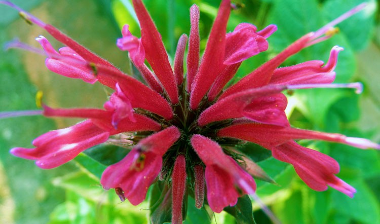 Pink flower