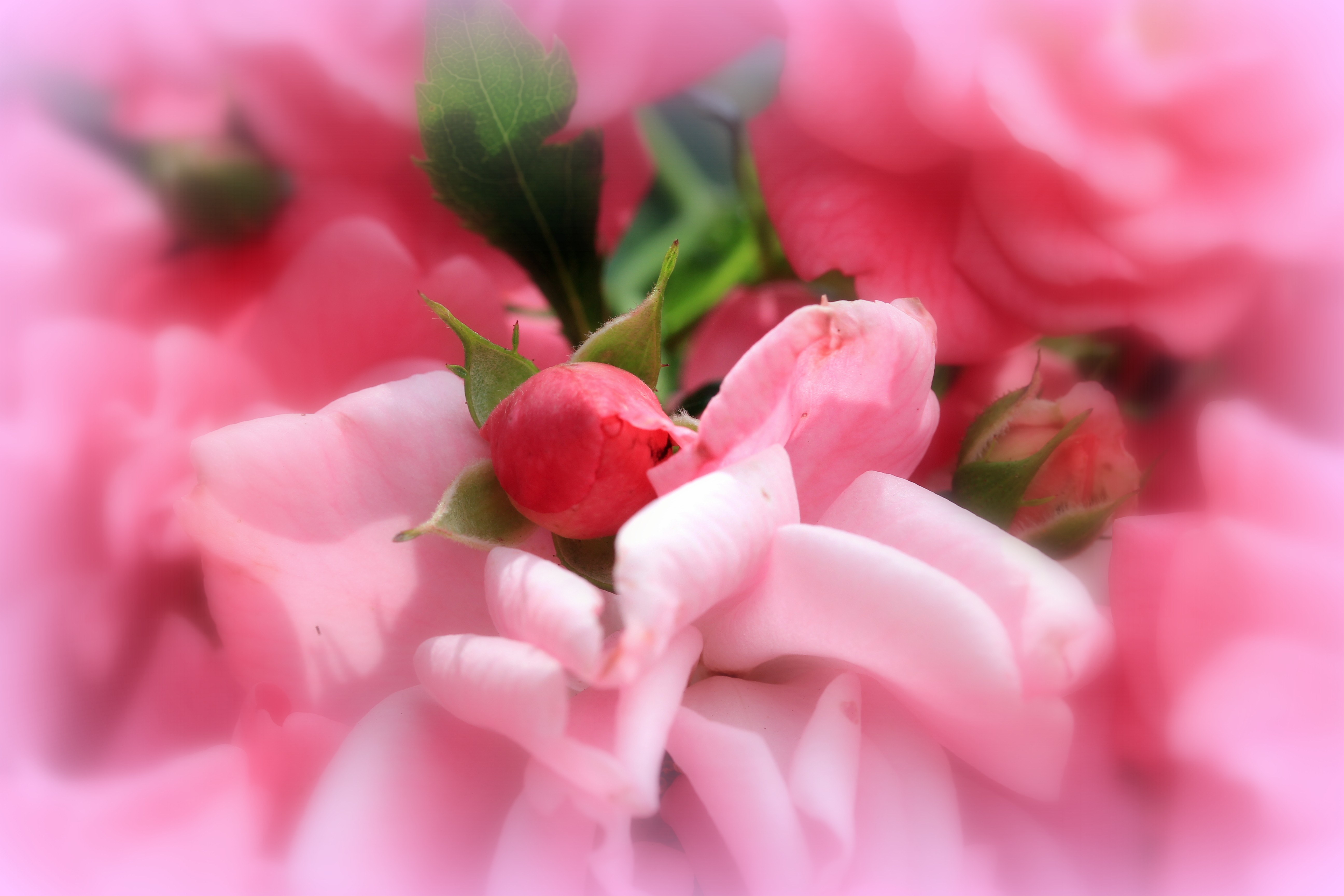 Pink Roses Soft Focus