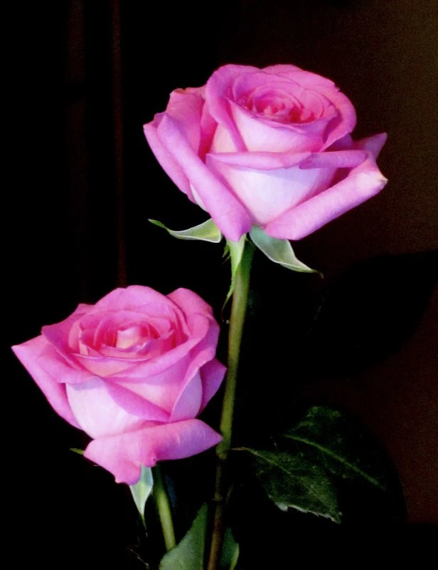 Pink Roses