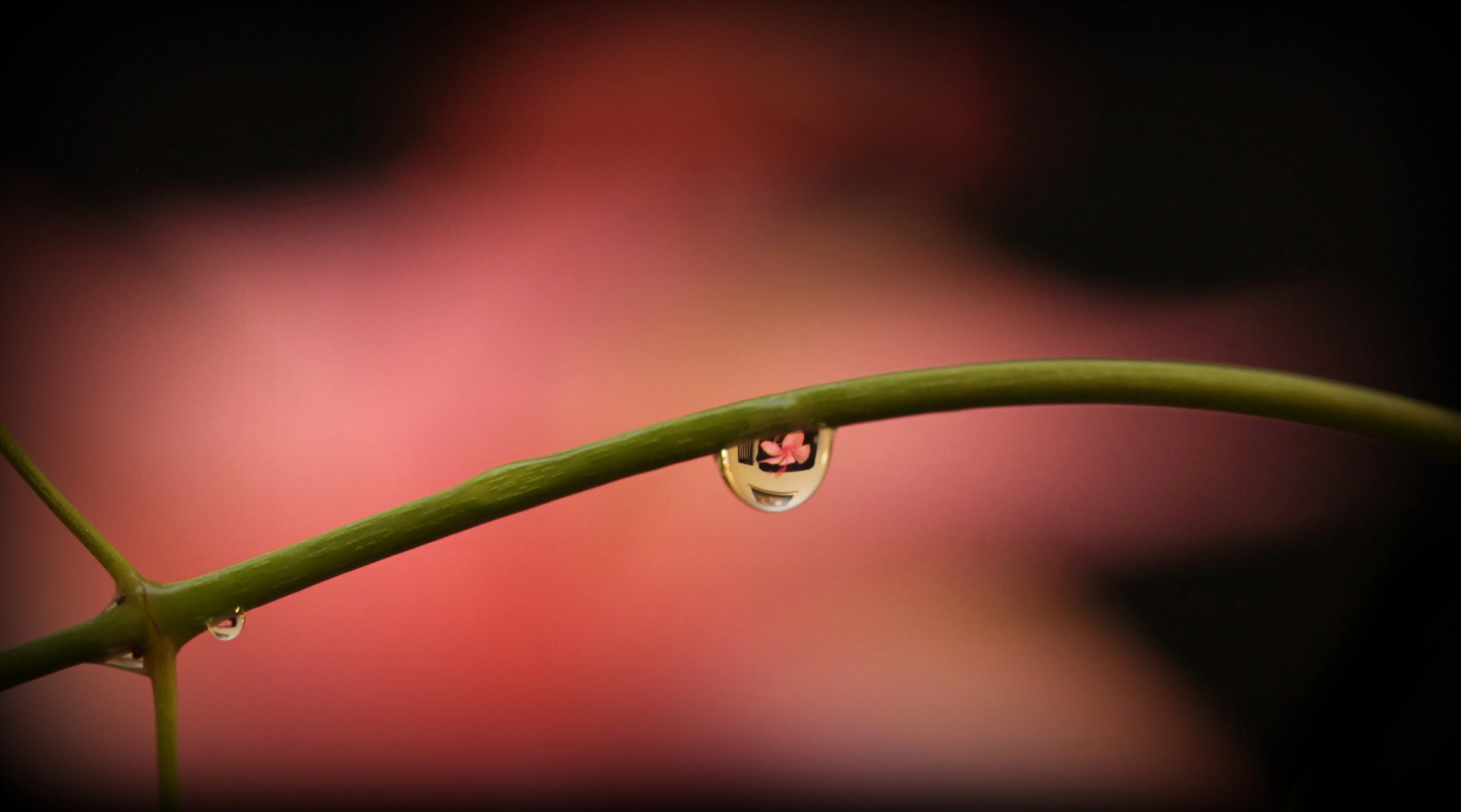 Pink Water droplet