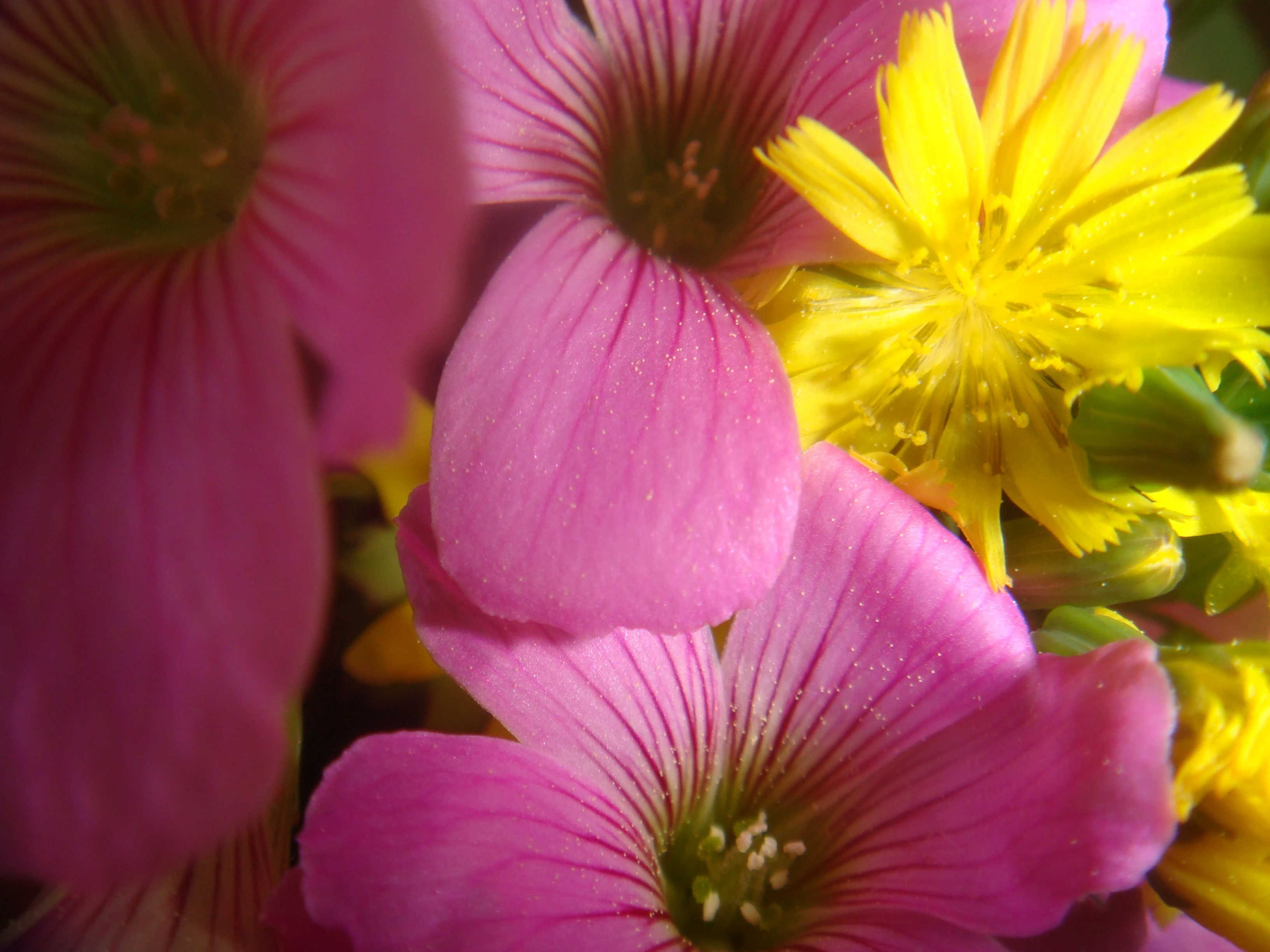 pinks