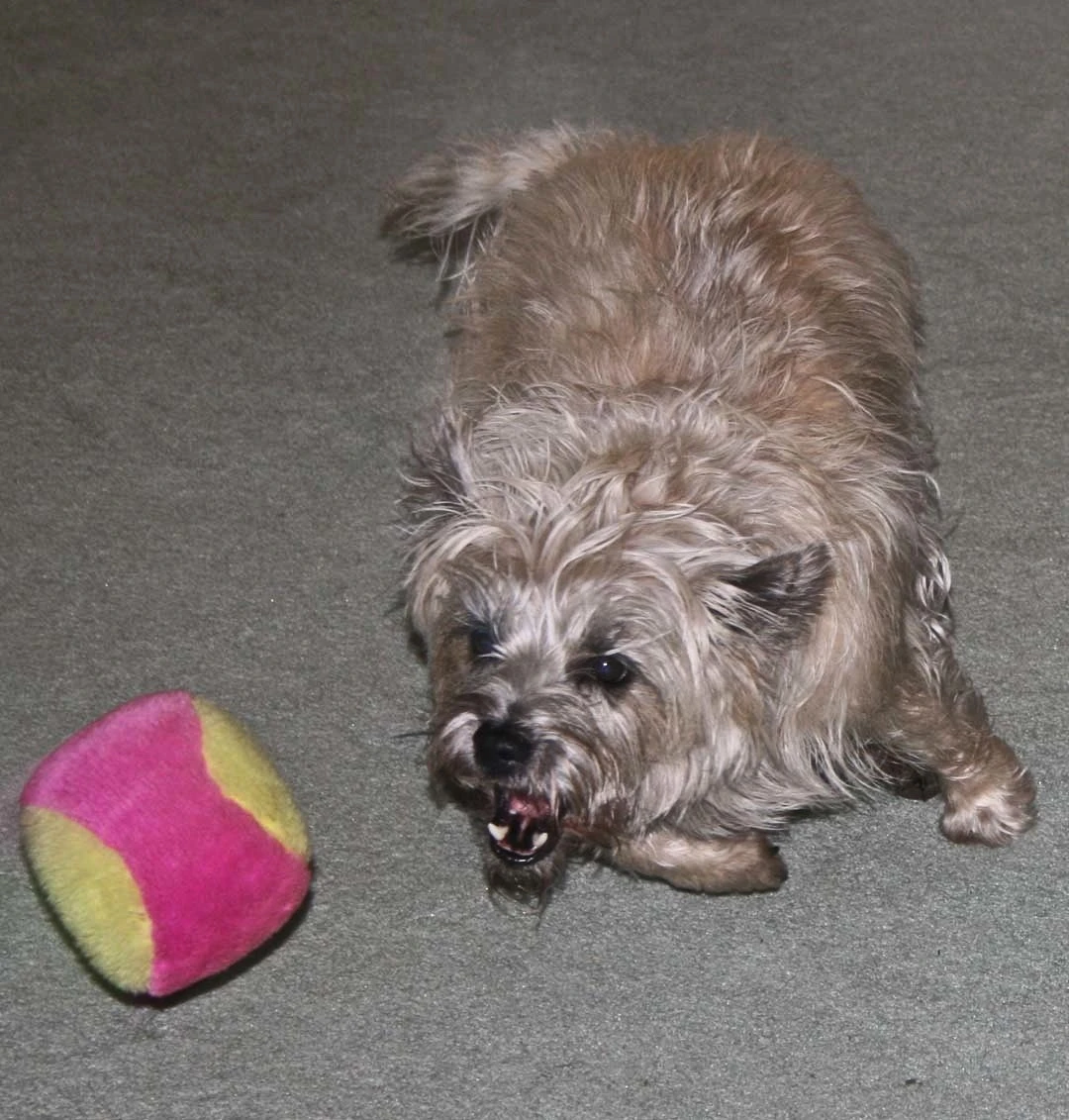 Play Time