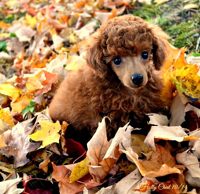 Poodle pup