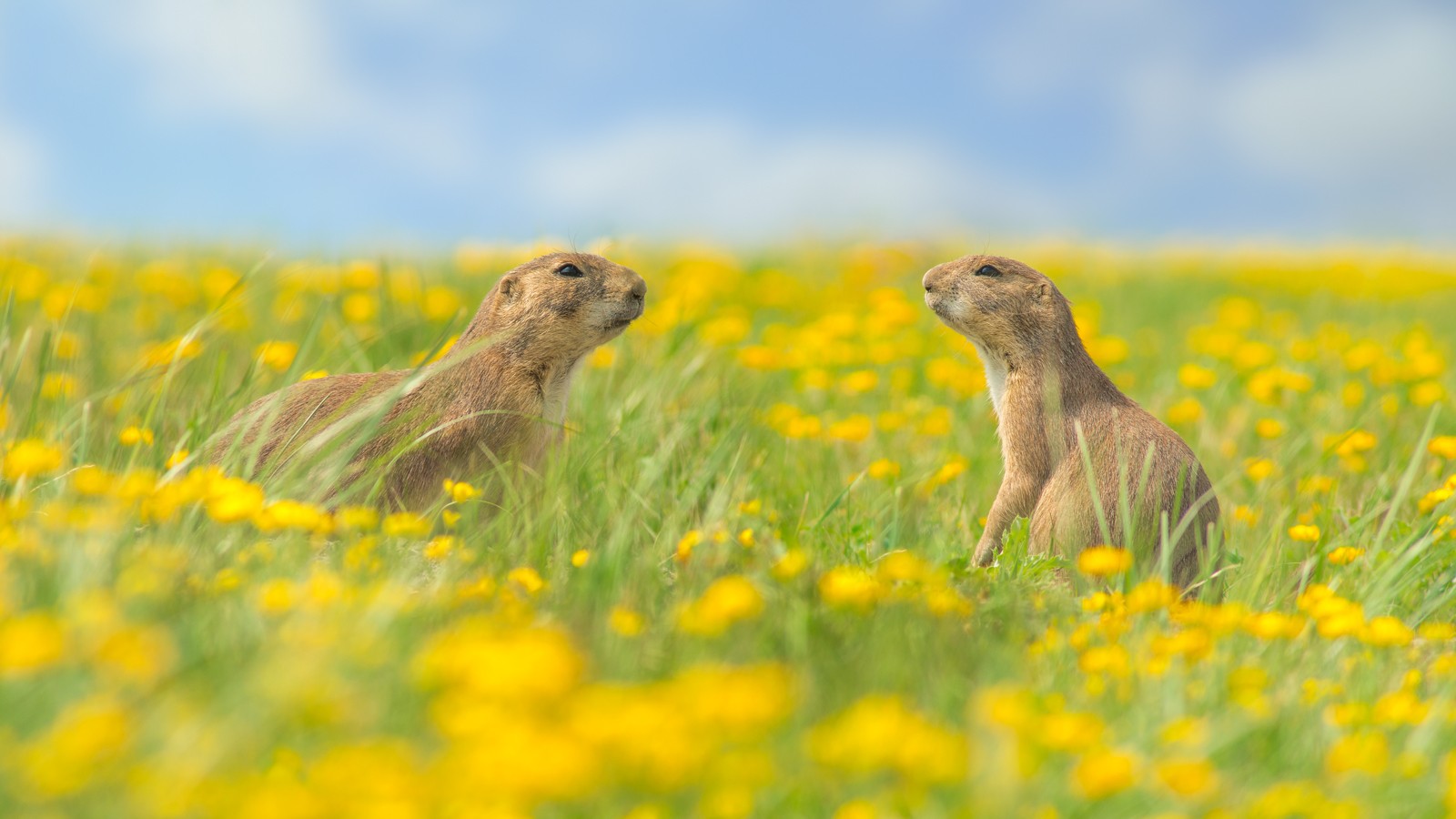 Prairie Dog Panorama