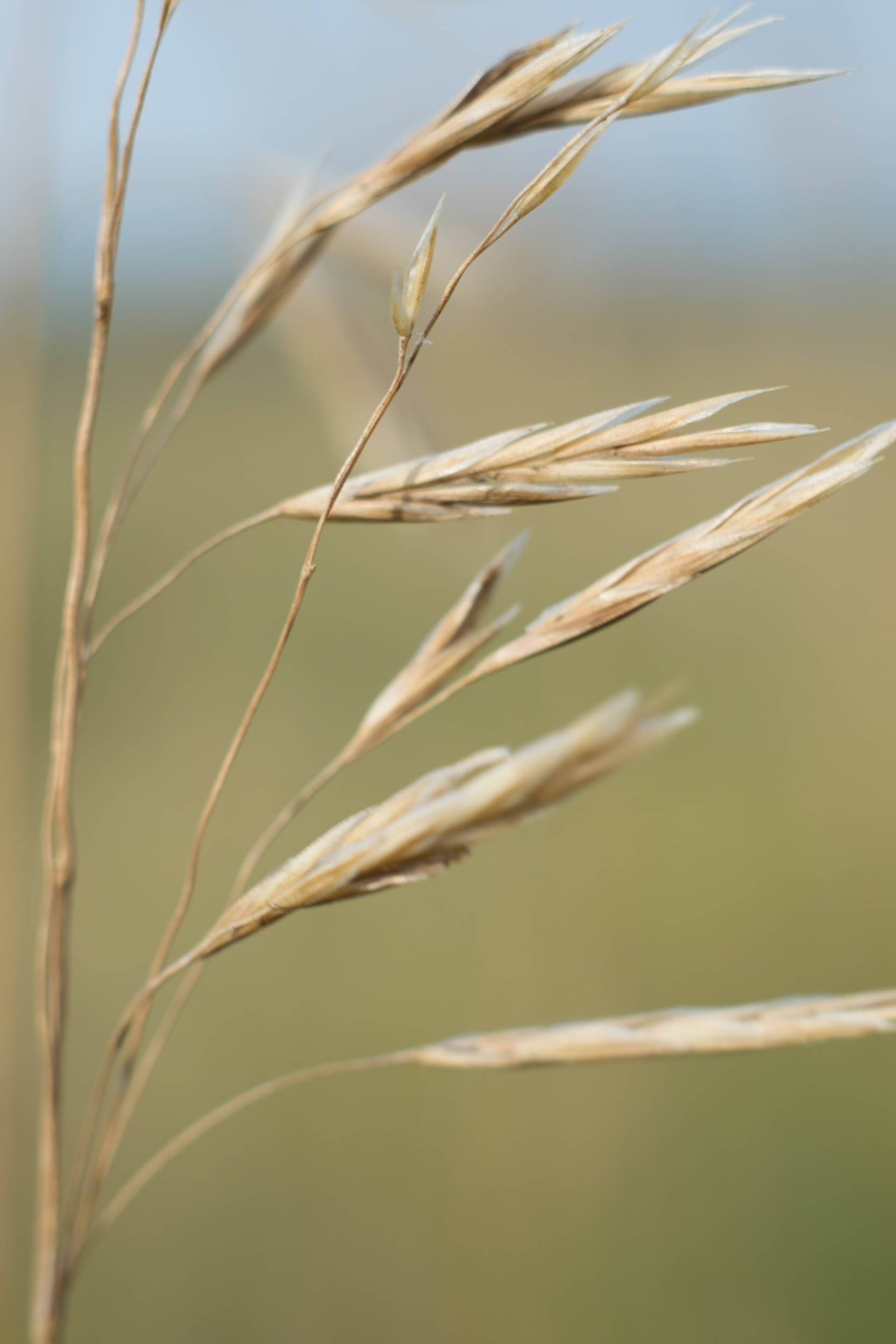 Prairie Grass