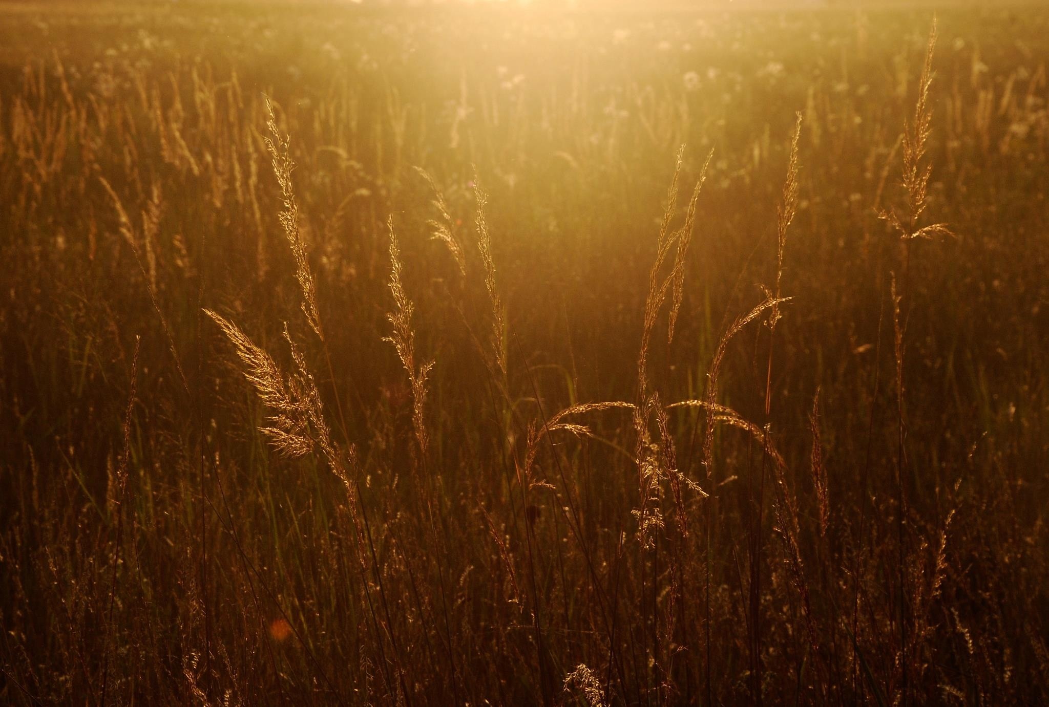 Prairie sunset