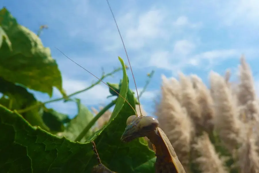 praying mantis peaking over