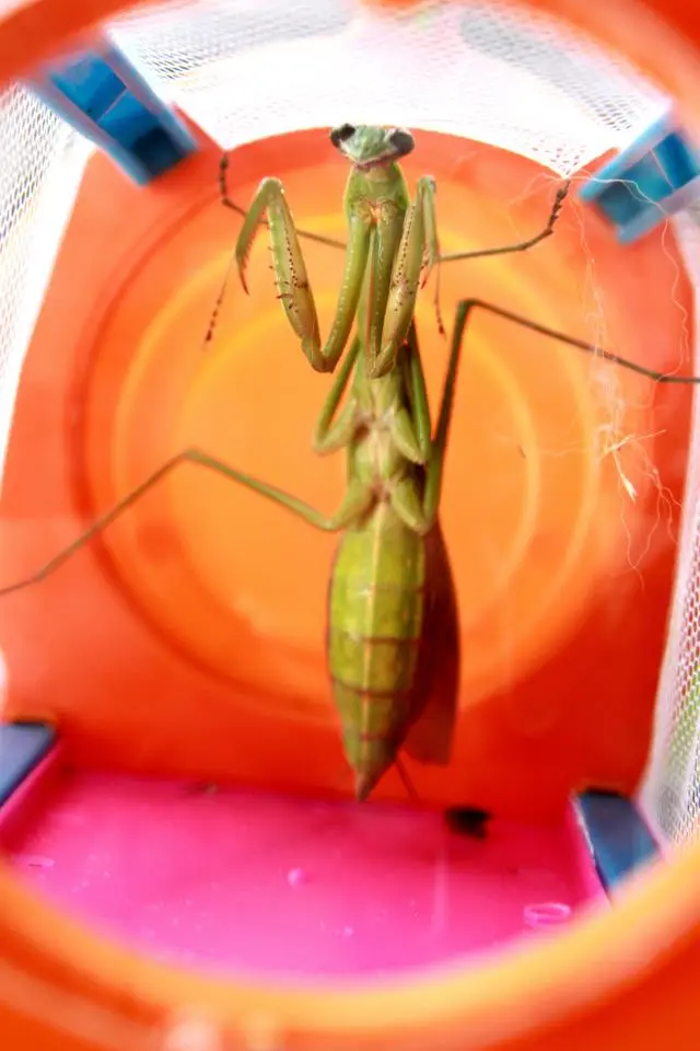 Praying Mantis